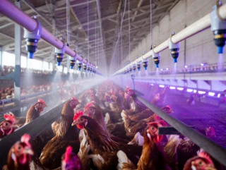 Mycie i dezynfekcja kurnika – klucz do zdrowia drobiu